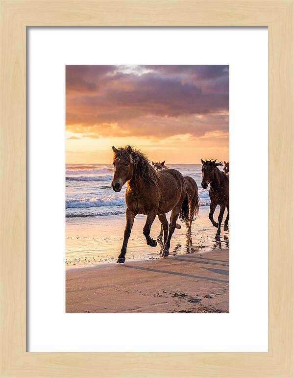 Assateague Island Wild Horses At Sunset