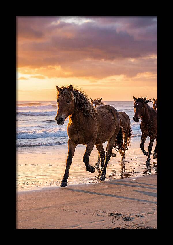 Assateague Island Wild Horses At Sunset