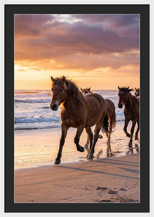 Assateague Island Wild Horses At Sunset