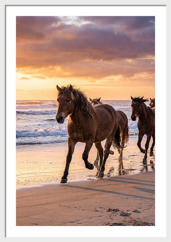 Assateague Island Wild Horses At Sunset