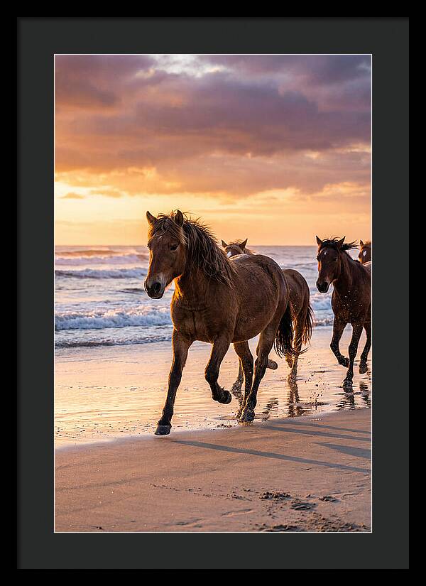 Assateague Island Wild Horses At Sunset