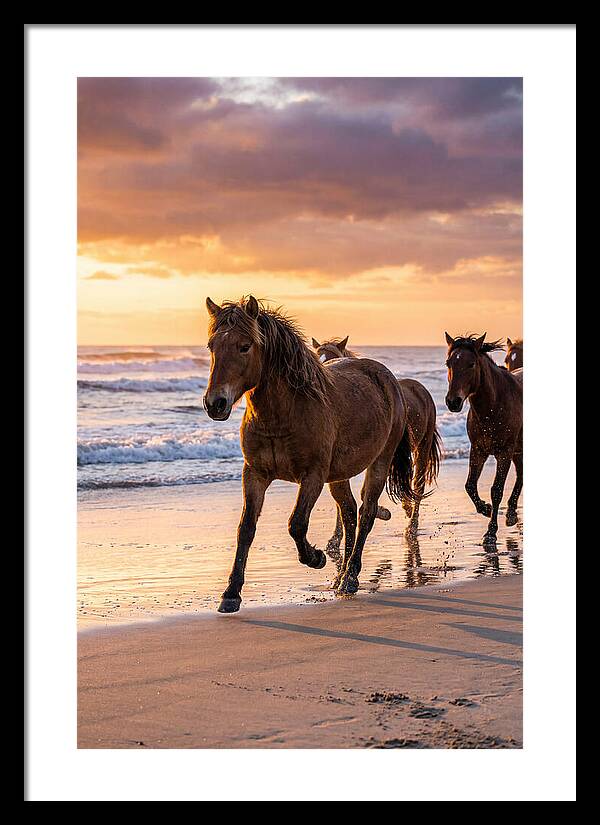 Assateague Island Wild Horses At Sunset
