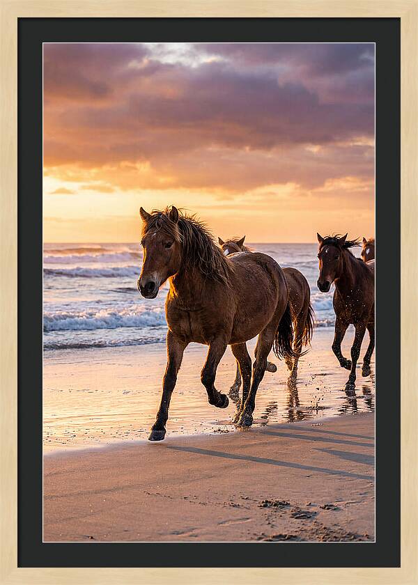 Assateague Island Wild Horses At Sunset