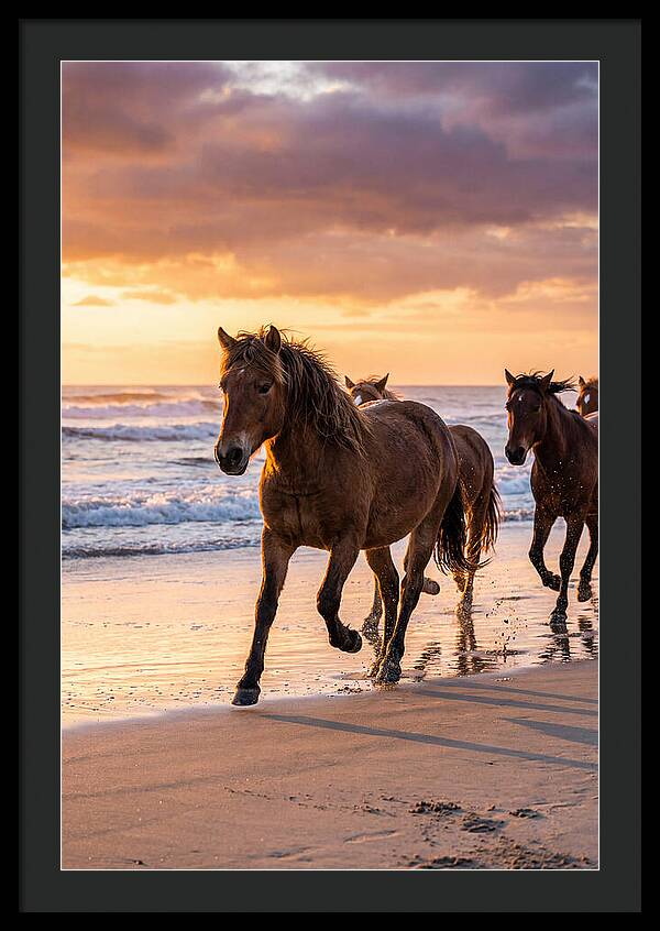 Assateague Island Wild Horses At Sunset