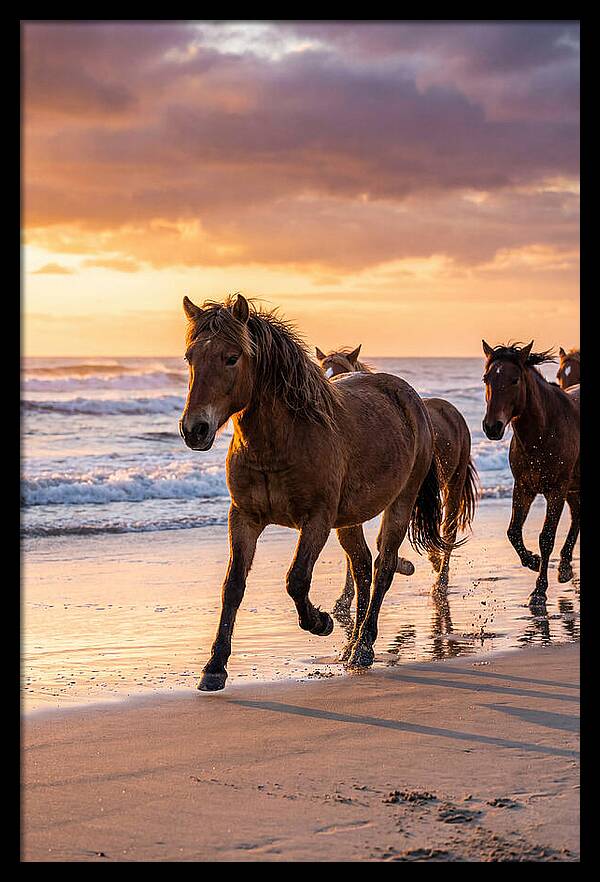 Assateague Island Wild Horses At Sunset