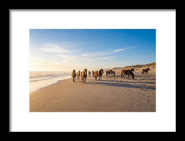 Assateague Island Wild Horses