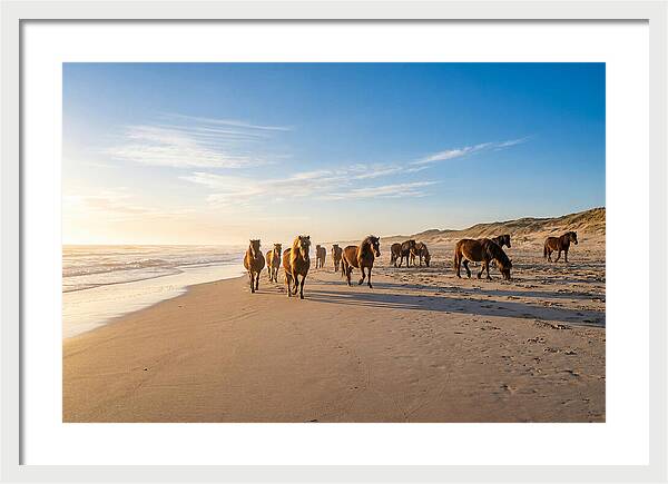 Assateague Island Wild Horses