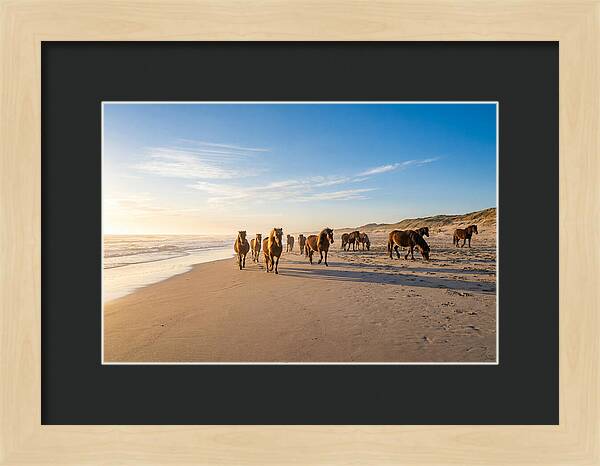 Assateague Island Wild Horses