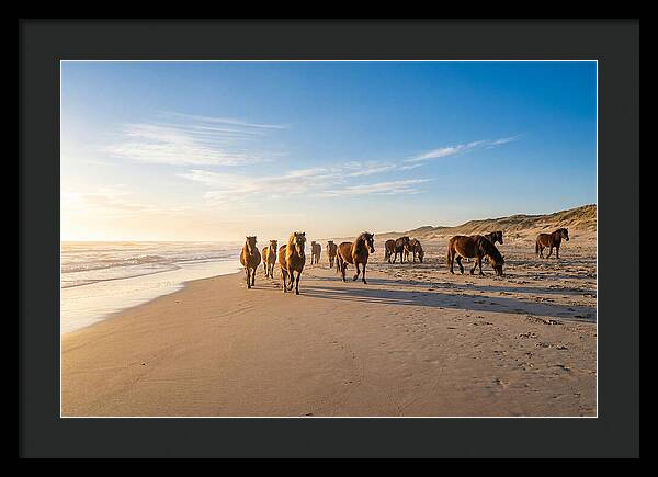 Assateague Island Wild Horses