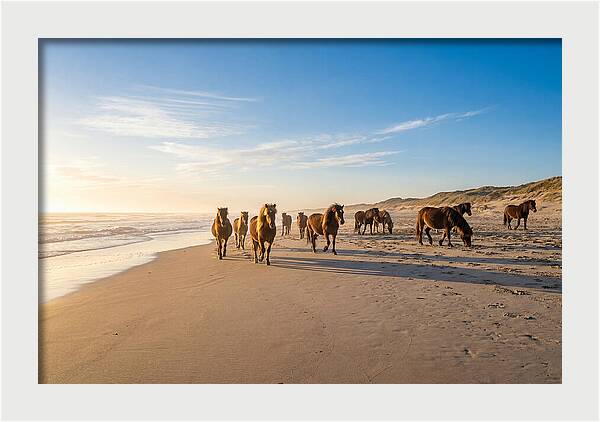 Assateague Island Wild Horses