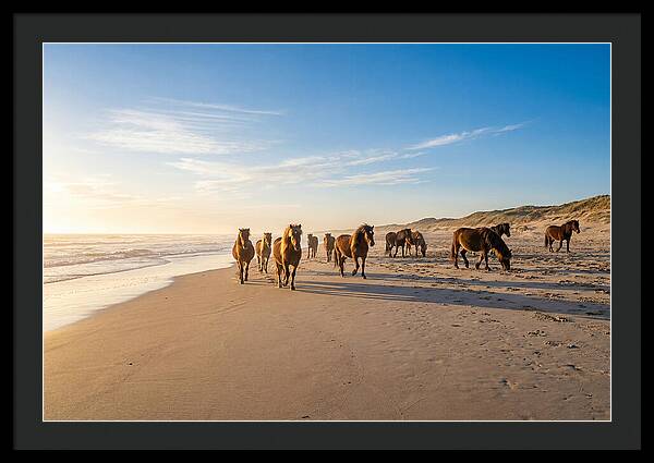 Assateague Island Wild Horses