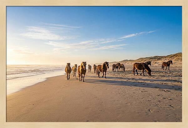 Assateague Island Wild Horses