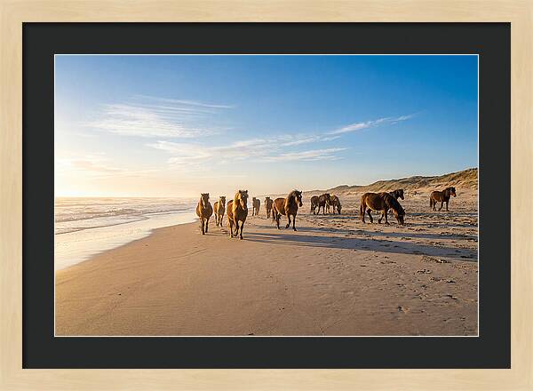 Assateague Island Wild Horses