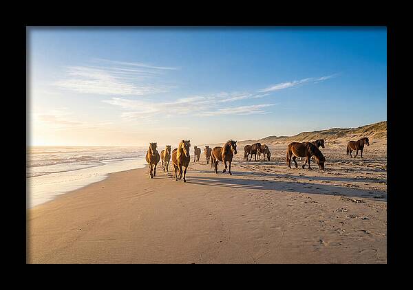 Assateague Island Wild Horses