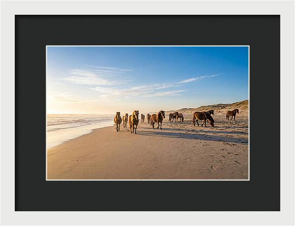 Assateague Island Wild Horses