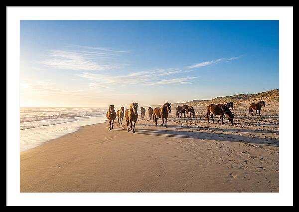 Assateague Island Wild Horses