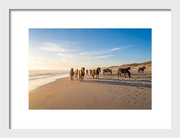 Assateague Island Wild Horses