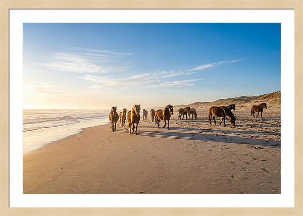 Assateague Island Wild Horses