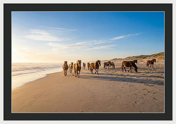 Assateague Island Wild Horses
