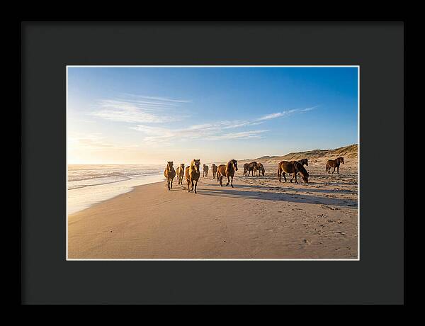 Assateague Island Wild Horses