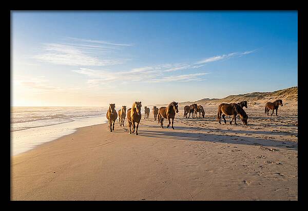 Assateague Island Wild Horses