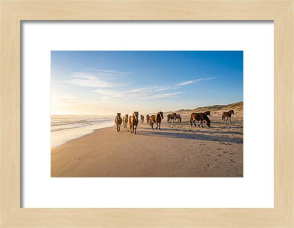 Assateague Island Wild Horses