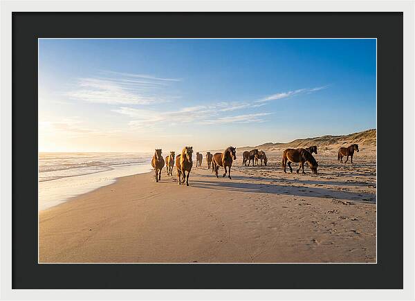 Assateague Island Wild Horses