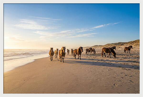 Assateague Island Wild Horses