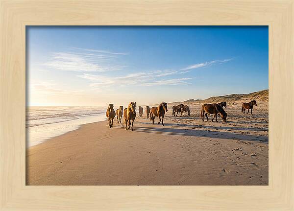 Assateague Island Wild Horses