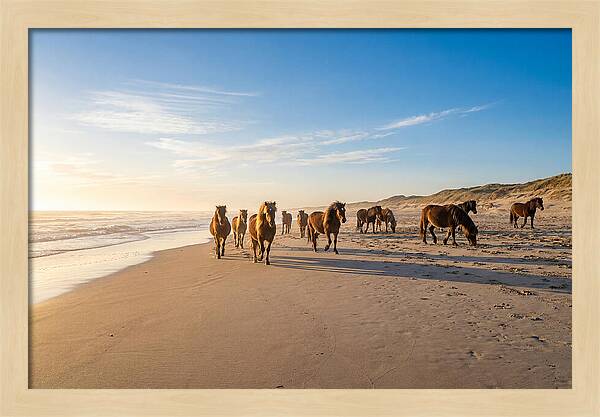 Assateague Island Wild Horses