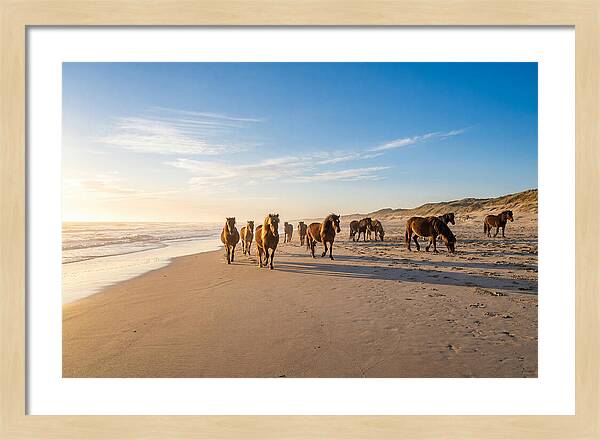 Assateague Island Wild Horses