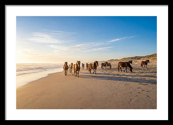 Assateague Island Wild Horses