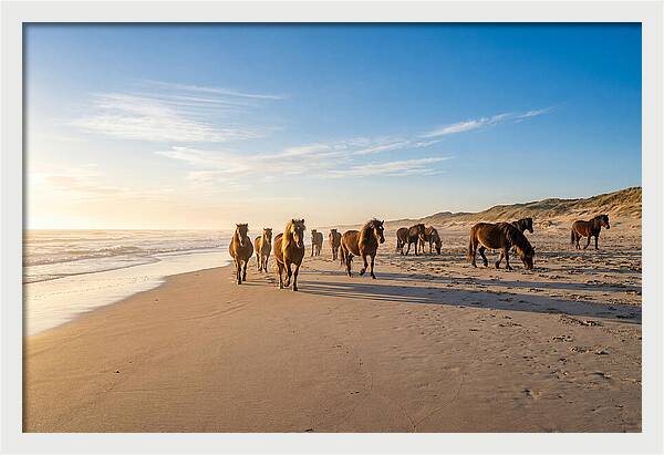 Assateague Island Wild Horses