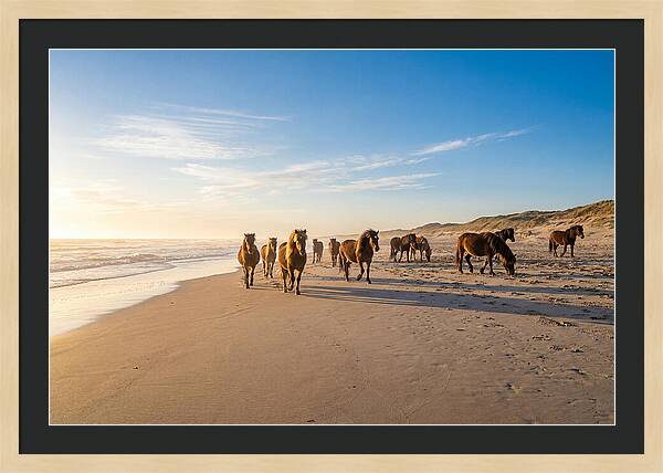 Assateague Island Wild Horses