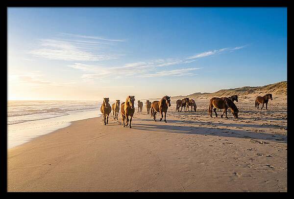 Assateague Island Wild Horses