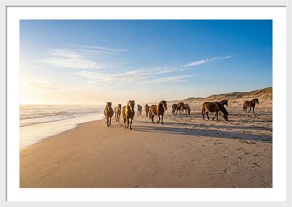Assateague Island Wild Horses