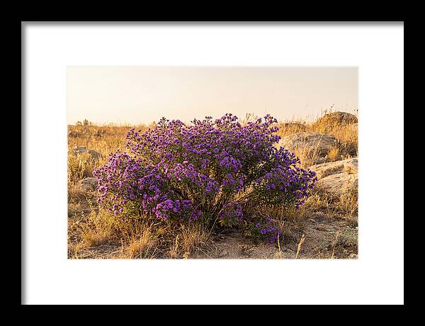 Aster Bush In Autumn Bloom
