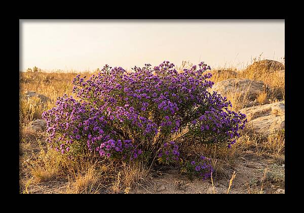 Aster Bush In Autumn Bloom