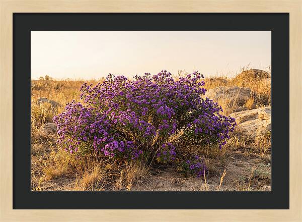 Aster Bush In Autumn Bloom