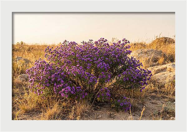 Aster Bush In Autumn Bloom