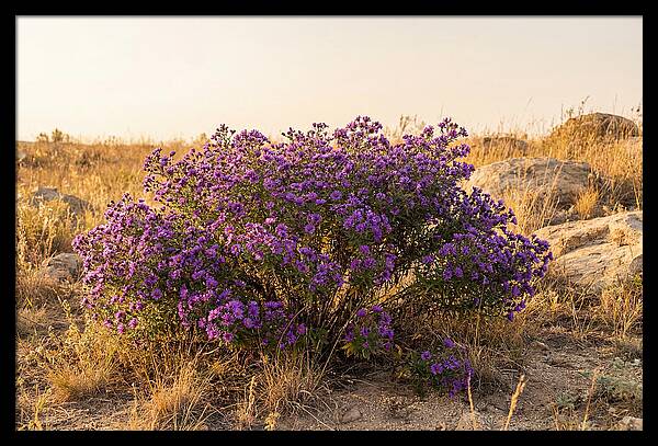 Aster Bush In Autumn Bloom