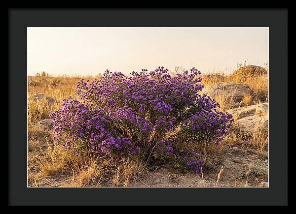 Aster Bush In Autumn Bloom