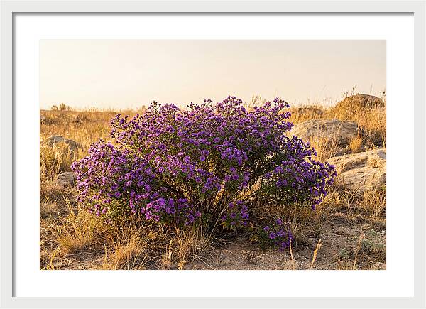 Aster Bush In Autumn Bloom