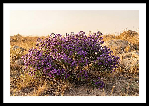 Aster Bush In Autumn Bloom