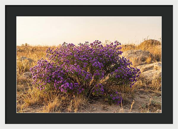Aster Bush In Autumn Bloom