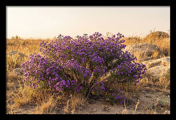 Aster Bush In Autumn Bloom