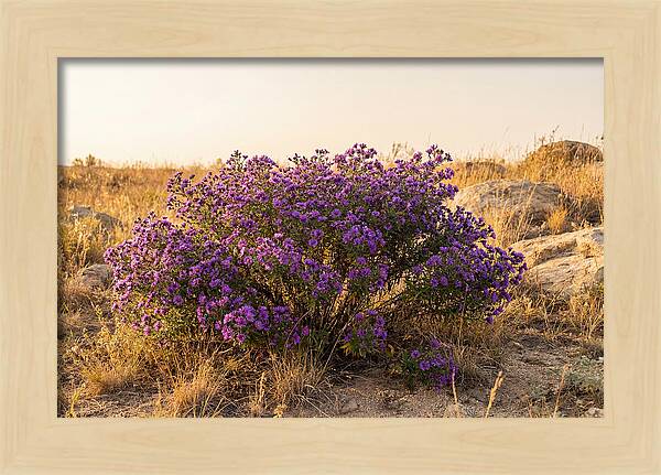 Aster Bush In Autumn Bloom