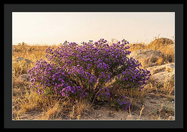 Aster Bush In Autumn Bloom
