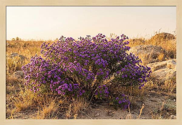 Aster Bush In Autumn Bloom