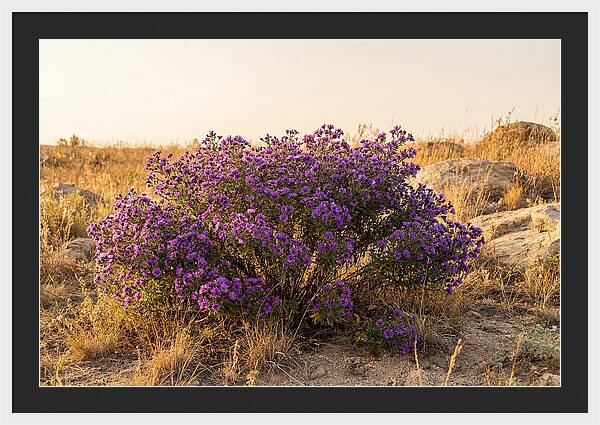 Aster Bush In Autumn Bloom